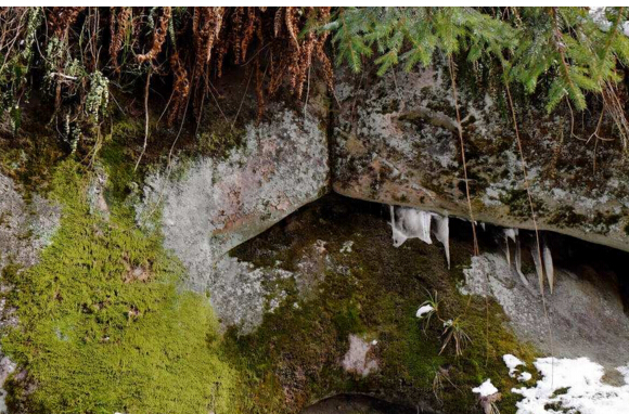 長(zhǎng)苔蘚的雪花青